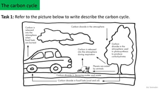 Understanding the Carbon Cycle and Climate Change Impacts on Earth | PPTX