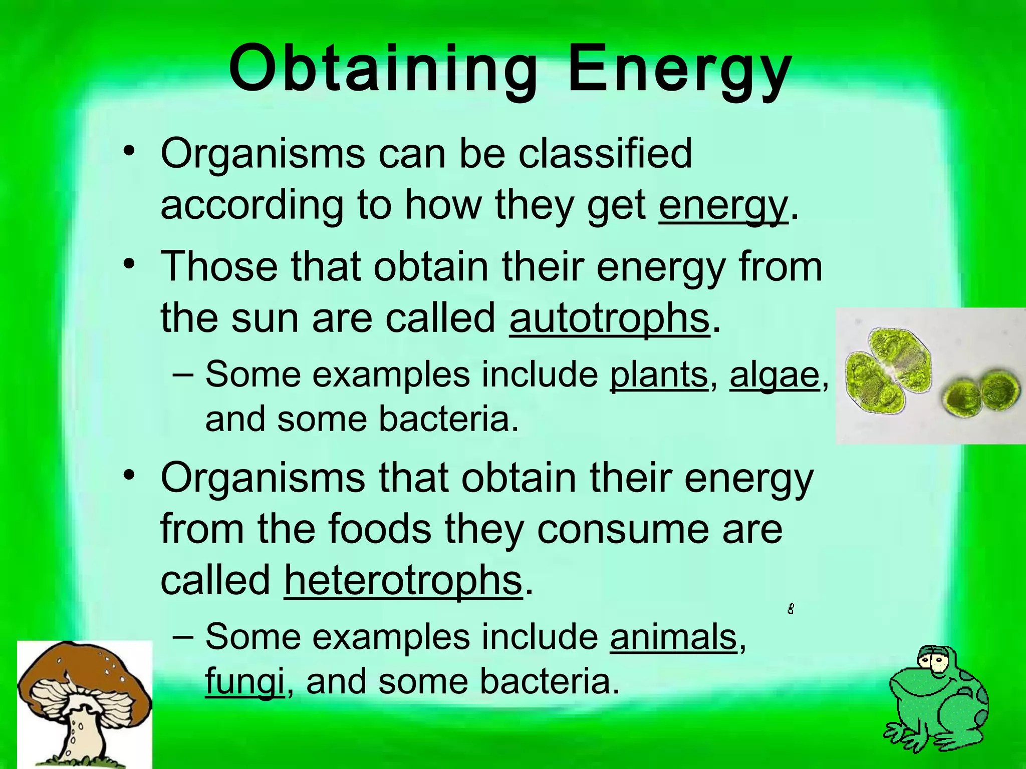 Chapter 6 - Photosynthesis | PPT