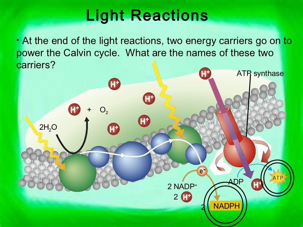lunarglide 6 photosynthesis