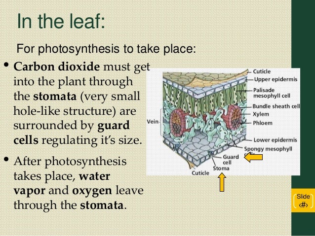 into n k composition of parts Photosynthesis 2016 into n k composition of parts Photosynthesis 2016