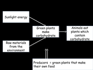 Sunlight energySunlight energy
Raw materials
from the
environment
Raw materials
from the
environment
Green plants
make
carbohydrate
Green plants
make
carbohydrate
Animals eat
plants which
contain
carbohydrate
Animals eat
plants which
contain
carbohydrate
Producers = green plants that make
their own food
Producers = green plants that make
their own food
 