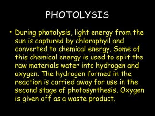 PHOTOLYSIS
• During photolysis, light energy from the
sun is captured by chlorophyll and
converted to chemical energy. Some of
this chemical energy is used to split the
raw materials water into hydrogen and
oxygen. The hydrogen formed in the
reaction is carried away for use in the
second stage of photosynthesis. Oxygen
is given off as a waste product.
 