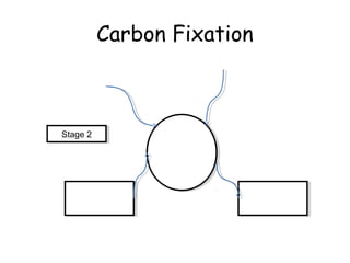 Carbon Fixation
Stage 2Stage 2
 