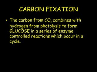 CARBON FIXATION
• The carbon from CO2 combines with
hydrogen from photolysis to form
GLUCOSE in a series of enzyme
controlled reactions which occur in a
cycle.
 