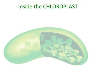 Inside the CHLOROPLAST
 