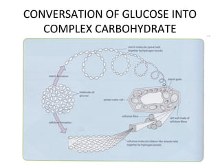 CONVERSATION OF GLUCOSE INTO
COMPLEX CARBOHYDRATE
 