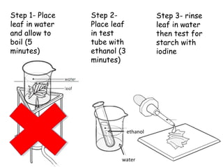01/27/15 17:14 Mr D Campbell 29
Step 1- Place
leaf in water
and allow to
boil (5
minutes)
Step 2-
Place leaf
in test
tube with
ethanol (3
minutes)
Step 3- rinse
leaf in water
then test for
starch with
iodine
ethanol
water
 