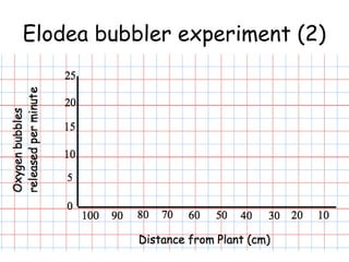 Elodea bubbler experiment (2)
 