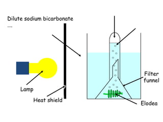 Elodea
Filter
funnel
Dilute sodium bicarbonate
….
Lamp
Heat shield
 