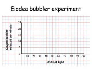 Elodea bubbler experiment
 