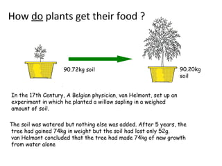 90.20kg
soil
How do plants get their food ?
The soil was watered but nothing else was added. After 5 years, the
tree had gained 74kg in weight but the soil had lost only 52g.
van Helmont concluded that the tree had made 74kg of new growth
from water alone
2
90.72kg soil
In the 17th Century, A Belgian physician, van Helmont, set up an
experiment in which he planted a willow sapling in a weighed
amount of soil.
 