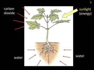 sunlight
(energy)
waterwater
carbon
dioxide
9
 