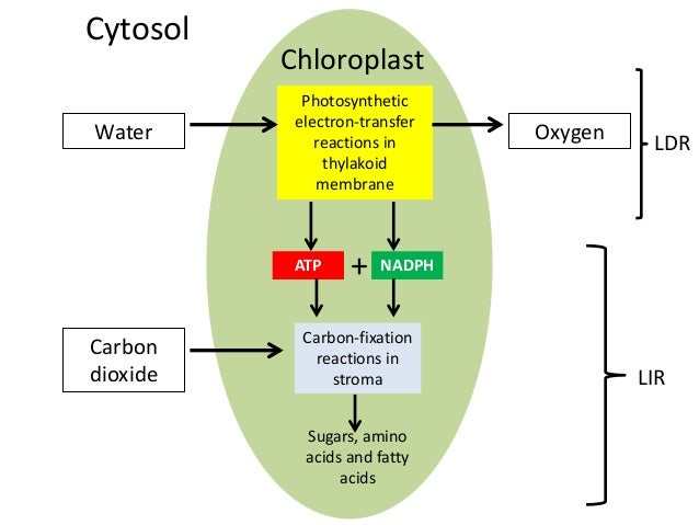 the light independent reaction a k a the calvin Oxygenic photosynthesis: light-independent reactions photosynthesis most plants use the calvin cycle to fix co 2 to begin the calvin cycle, a molecule of co 2 reacts with a five-carbon compound called ribulose bisphosphate (rubp. the light independent reaction a k a the calvin Oxygenic photosynthesis: light-independent reactions photosynthesis most plants use the calvin cycle to fix co 2 to begin the calvin cycle, a molecule of co 2 reacts with a five-carbon compound called ribulose bisphosphate (rubp.