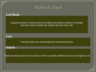 Transport water and mineral satls and manufactured food
Large flat surface to volume and thin to obtain the maximum amount of sunlight
and more carbon dioxide can rapidly reach the inner cells
Holds the lamina away from the stem so that it can obtain sufficient amount of sunlight and air
 