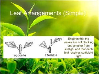 Ensures that the
leaves are not blocking
one another from
sunlight and that each
leaf receives sufficient
light
 