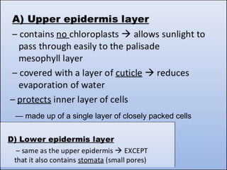 — made up of a single layer of closely packed cells
 