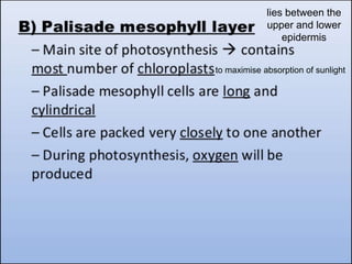 lies between the
upper and lower
epidermis
to maximise absorption of sunlight
 