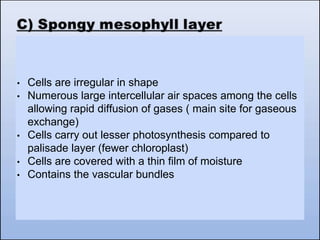 • Cells are irregular in shape
• Numerous large intercellular air spaces among the cells
allowing rapid diffusion of gases ( main site for gaseous
exchange)
• Cells carry out lesser photosynthesis compared to
palisade layer (fewer chloroplast)
• Cells are covered with a thin film of moisture
• Contains the vascular bundles
 