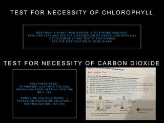 T E S T F O R N E C E S S I T Y O F C H L O R O P H Y L L
T E S T F O R N E C E S S I T Y O F C A R B O N D I O X I D E
D E S T A R C H A P L A N T T H E N E X P O S E I T T O S T R O N G S U N L I G H T
T A K E O N E L E A F A N D S E E T H E D I S T R I B U T I O N O F G R E E N ( C H L R O P H YL L )
D E C O L O U R I S E I T A N D T E S T I T F O R S T A R C H
S E E T H E D I S T R I B U T I O N O F B L U E B L A C K
P O L YT H E N E B A G S :
T O P R E V E N T C O 2 F R O M T H E S O I L
O R G A N I S M S F R O M G E T T I N G I N T O T H E
B E L L J A R
S O D A L I M E ( C A L C I U M O X I D E ) +
P O T A S S I U M H YD R O X I D E S O L U T I O N =
N E U T R A L I S A T I O N ; N O C O 2
 