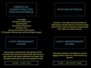 E S S E N T I A L
C O N D I T I O N S F O R
P H O T O S Y N T H E S I S
P H O T O S Y N T H E S I S
(1) sunlight
(2) carbon dioxide (raw)
(3) chlorophyll
(4) suitable temperature
(5) water (raw)
(6) enzyme reactions (photolysis)
(7) inorganic materials eg. carbon,hydrogen,oxygen
process in which light energy absorbed by
chlorophyll is transformed into chemical energy
which is then used to synthesise carbohydrates
from water and carbon dioxide.
L I G H T - I N D E P E N D E N T
S T A G E
L I G H T - D E P E N D E N T
S T A G E
hydrogen produced in photolysis is used to
reduce carbon dioxide to carbohydrates eg.
glucose.
light energy is absorbed by chlorophyll and then
converted into chemical energy (food). light energy is
also used to split water molecules into oxygen and
hydrogen atoms also known as photolysis of water
12 H2O — 6 O2 + 24 H 6 CO2 — C6 H12 O6 + 6H2O
 