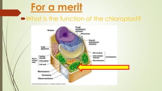 For a merit 
What is the function of the chloroplast? 
 