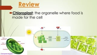 Review 
Chloroplast: the organelle where food is 
made for the cell 
 