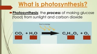 What is photosynthesis? 
Photosynthesis: the process of making glucose 
(food) from sunlight and carbon dioxide 
 
