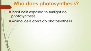 Who does photosynthesis? 
Plant cells exposed to sunlight do 
photosynthesis. 
Animal cells don’t do photosynthesis 
 