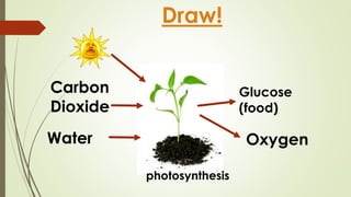 Draw! 
Carbon 
Dioxide 
Water 
photosynthesis 
Glucose 
(food) 
Oxygen 
