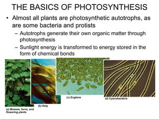 • Almost all plants are photosynthetic autotrophs, as
are some bacteria and protists
– Autotrophs generate their own organic matter through
photosynthesis
– Sunlight energy is transformed to energy stored in the
form of chemical bonds
(a) Mosses, ferns, and
flowering plants
(b) Kelp
(c) Euglena (d) Cyanobacteria
THE BASICS OF PHOTOSYNTHESIS
 