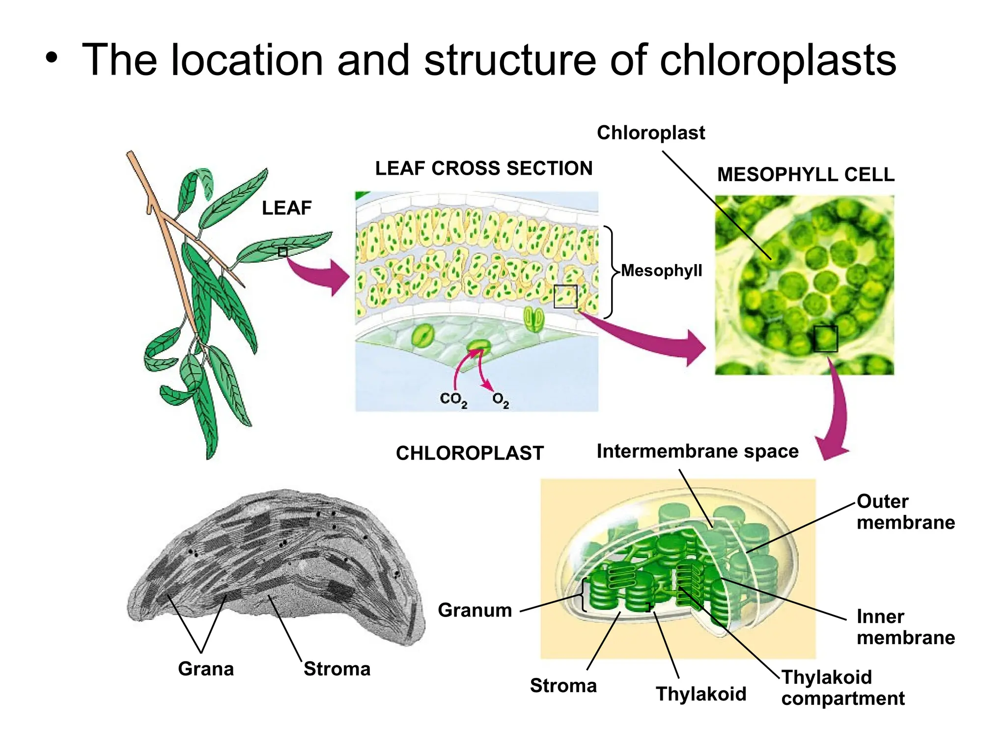 • The location and structure of chloroplasts
LEAF CROSS SECTION MESOPHYLL CELL
LEAF
Chloroplast
Mesophyll
CHLOROPLAST Intermembrane space
Outer
membrane
Inner
membrane
Thylakoid
compartment
Thylakoid
Stroma
Granum
Stroma
Grana
 