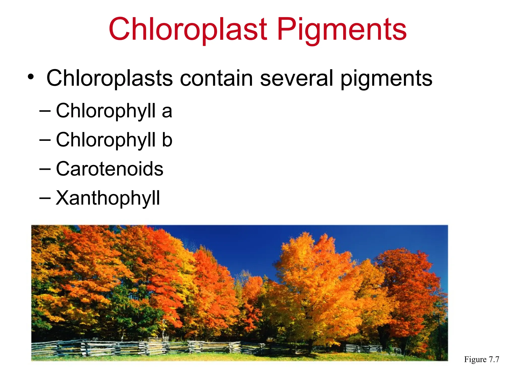 • Chloroplasts contain several pigments
Chloroplast Pigments
– Chlorophyll a
– Chlorophyll b
– Carotenoids
– Xanthophyll
Figure 7.7
 