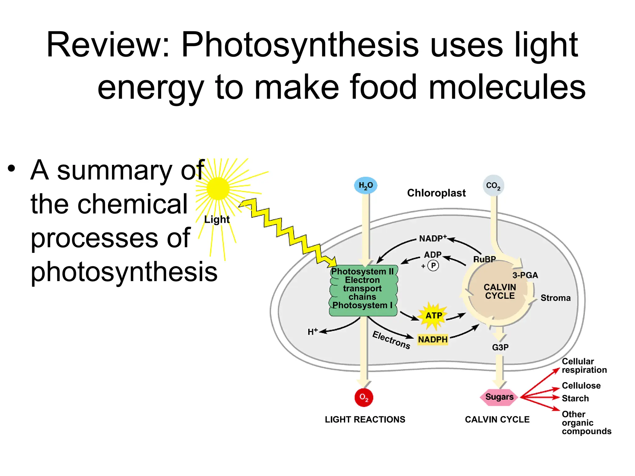 Review: Photosynthesis uses light
energy to make food molecules
Light
Chloroplast
Photosystem II
Electron
transport
chains
Photosystem I
CALVIN
CYCLE Stroma
Electrons
LIGHT REACTIONS CALVIN CYCLE
Cellular
respiration
Cellulose
Starch
Other
organic
compounds
• A summary of
the chemical
processes of
photosynthesis
 