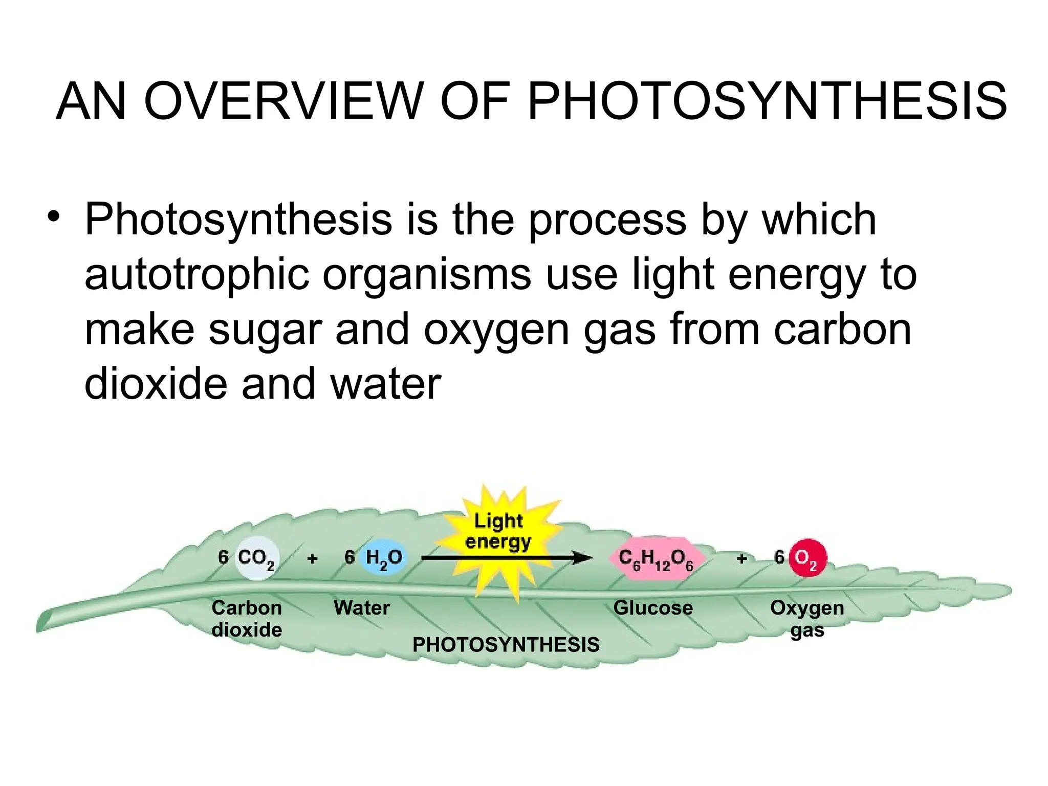• Photosynthesis is the process by which
autotrophic organisms use light energy to
make sugar and oxygen gas from carbon
dioxide and water
AN OVERVIEW OF PHOTOSYNTHESIS
Carbon
dioxide
Water Glucose Oxygen
gas
PHOTOSYNTHESIS
 