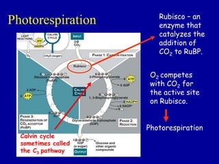 Photosynthesis C3 and C4 cycle, Dr.Kamlesh shah, PSSHDA,KADI | PPT