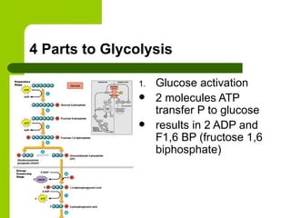 4 Parts to Glycolysis Glucose activation  2 molecules ATP transfer P to glucose results in 2 ADP and F1,6 BP (fructose 1,6 biphosphate) 