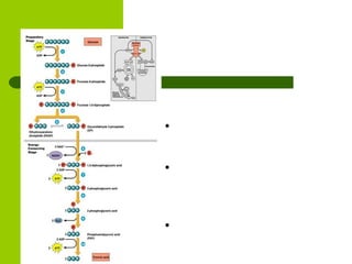 3. Oxidation  both G3P are oxidized by NAD resulting in 2 NADH.  this releases energy and 2 ATP produced by substrate level phosphorylation.  result is 2 molecules of 1,3 BPG (biphosphoglycerate) 