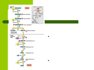 4. ATP Formation  phosphate gps of BPG are transferred to 2 ADP creating 2 ATP by substrate level phosphorylation end result is 2 molecules pyruvate 