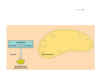 Glucose + 2 ADP + 2 P i  + 2 NAD +   2 pyruvate + 2 ATP + 2 NADH 