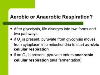 Aerobic or Anaerobic Respiration? After glycolysis, life diverges into two forms and two pathways if O 2  is present, pyruvate from glycolysis moves from cytoplasm into mitochondria to start  aerobic cellular respiration if no O 2  is present, pyruvate enters  anaerobic cellular respiration  (aka fermentation) 