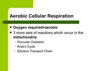 Aerobic Cellular Respiration  Oxygen required=aerobic 3 more sets of reactions which occur in the  mitochondria Pyruvate Oxidation Kreb’s Cycle Electron Transport Chain 
