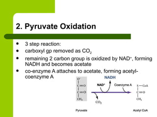2. Pyruvate Oxidation 3 step reaction: carboxyl gp removed as CO 2 remaining 2 carbon group is oxidized by NAD + , forming NADH and becomes acetate co-enzyme A attaches to acetate, forming acetyl-coenzyme A 