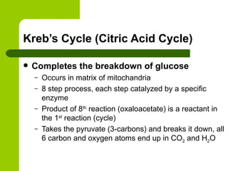 Kreb’s Cycle (Citric Acid Cycle) Completes the breakdown of glucose Occurs in matrix of mitochandria 8 step process, each step catalyzed by a specific enzyme Product of 8 th  reaction (oxaloacetate) is a reactant in the 1 st  reaction (cycle) Takes the pyruvate (3-carbons) and breaks it down, all 6 carbon and oxygen atoms end up in CO 2  and H 2 O 