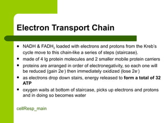 Electron Transport Chain NADH & FADH 2  loaded with electrons and protons from the Kreb’s cycle move to this chain-like a series of steps (staircase). made of 4 lg protein molecules and 2 smaller mobile protein carriers proteins are arranged in order of electronegativity, so each one will be reduced (gain 2e - ) then immediately oxidized (lose 2e - ) as electrons drop down stairs, energy released to  form a total of 32 ATP oxygen waits at bottom of staircase, picks up electrons and protons and in doing so becomes water  cellResp_main 