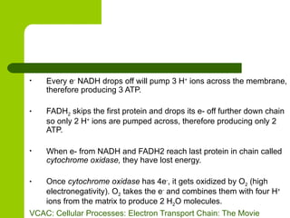 Every e -  NADH drops off will pump 3 H +  ions across the membrane, therefore producing 3 ATP. FADH 2  skips the first protein and drops its e- off further down chain so only 2 H +  ions are pumped across, therefore producing only 2 ATP. When e- from NADH and FADH2 reach last protein in chain called  cytochrome oxidase,  they have lost energy. Once  cytochrome oxidase  has 4e - , it gets oxidized by O 2  (high electronegativity). O 2  takes the e -  and combines them with four H +  ions from the matrix to produce 2 H 2 O molecules. VCAC: Cellular Processes: Electron Transport Chain: The Movie 