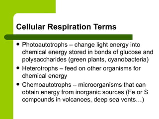 Cellular Respiration Terms Photoautotrophs – change light energy into chemical energy stored in bonds of glucose and polysaccharides (green plants, cyanobacteria) Heterotrophs – feed on other organisms for chemical energy Chemoautotrophs – microorganisms that can obtain energy from inorganic sources (Fe or S compounds in volcanoes, deep sea vents…) 