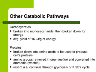 Other Catabolic Pathways Carbohydrates broken into monosaccharide, then broken down for energy avg. yield of 16 kJ/g of energy Proteins broken down into amino acids to be used to produce cell’s proteins amino groups removed in  deamination  and converted into ammonia (wastes) rest of a.a. continue through glycolysis or Kreb’s cycle 