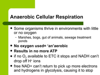 Anaerobic Cellular Respiration Some organisms thrive in environments with little or no oxygen Marshes, bogs, gut of animals, sewage treatment ponds No oxygen used= ‘an’aerobic Results in no more ATP if no O 2  available to ETC it stops and NADH can’t drop off H +  ions free NAD+ can’t return to pick up more electrons and hydrogens in glycolysis, causing it to stop 