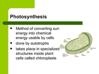 Photosynthesis Method of converting sun energy into chemical energy usable by cells done by autotrophs takes place in specialized structures inside plant cells called chloroplasts 