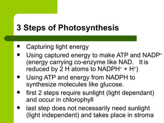 Capturing light energy Using captured energy to make ATP and NADP +  (energy carrying co-enzyme like NAD.  It   is reduced by 2 H atoms to NADPH +  + H + ) Using ATP and energy from NADPH to synthesize molecules like glucose. first 2 steps require sunlight (light dependant) and occur in chlorophyll last step does not necessarily need sunlight (light independent) and takes place in stroma 3 Steps of Photosynthesis 